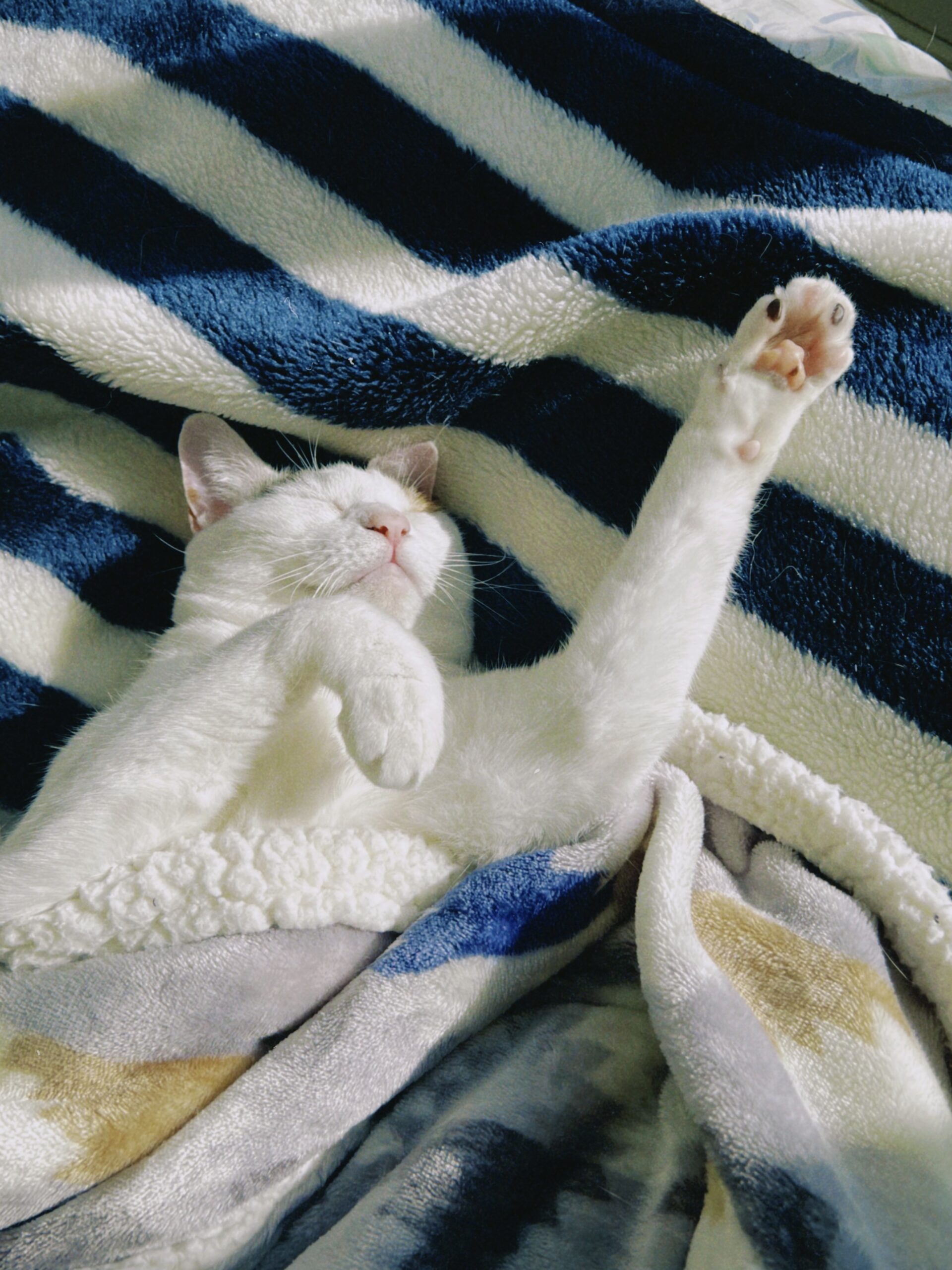 猫が好きです