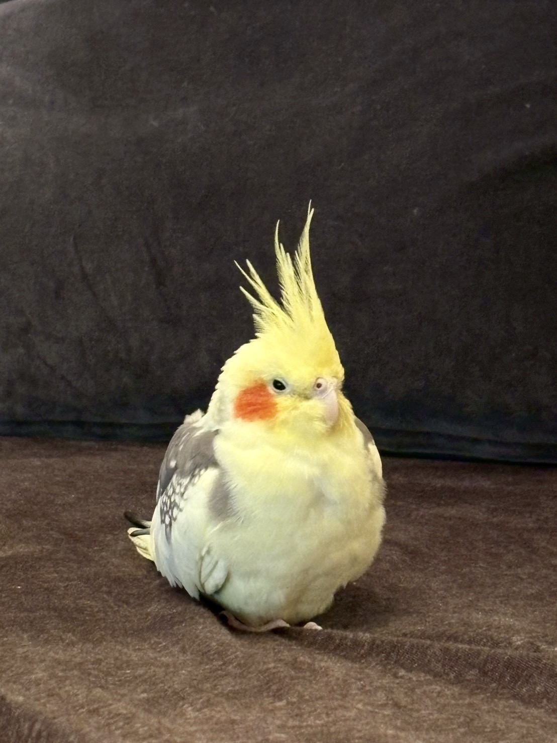 ペットの麦ちゃん