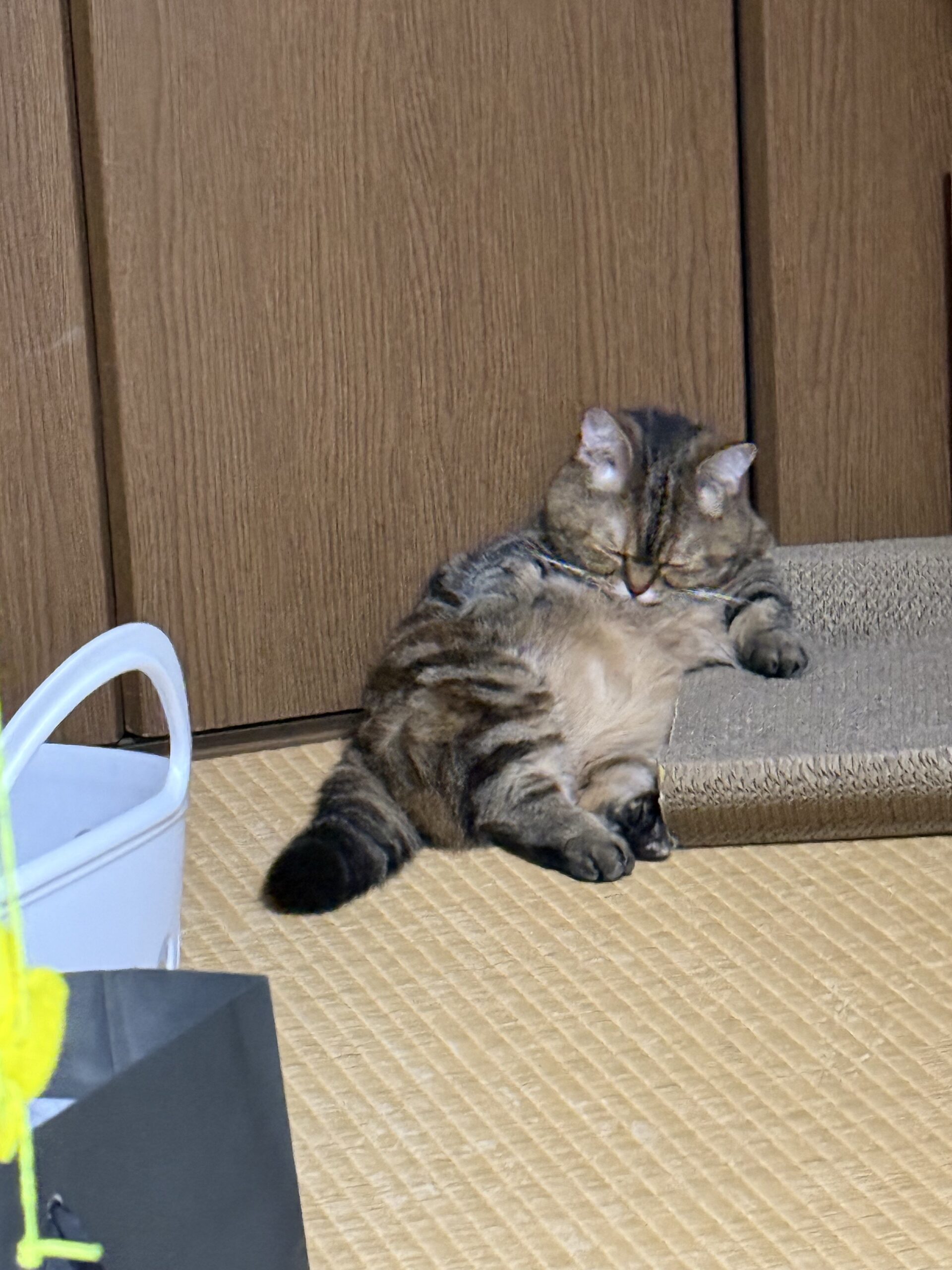 にゃんこ